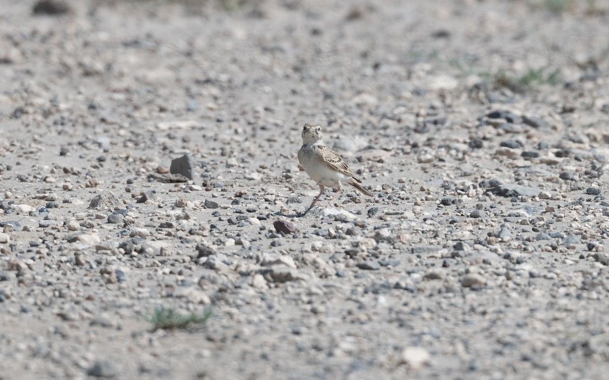 Greater Short-toed Lark - ML646993865