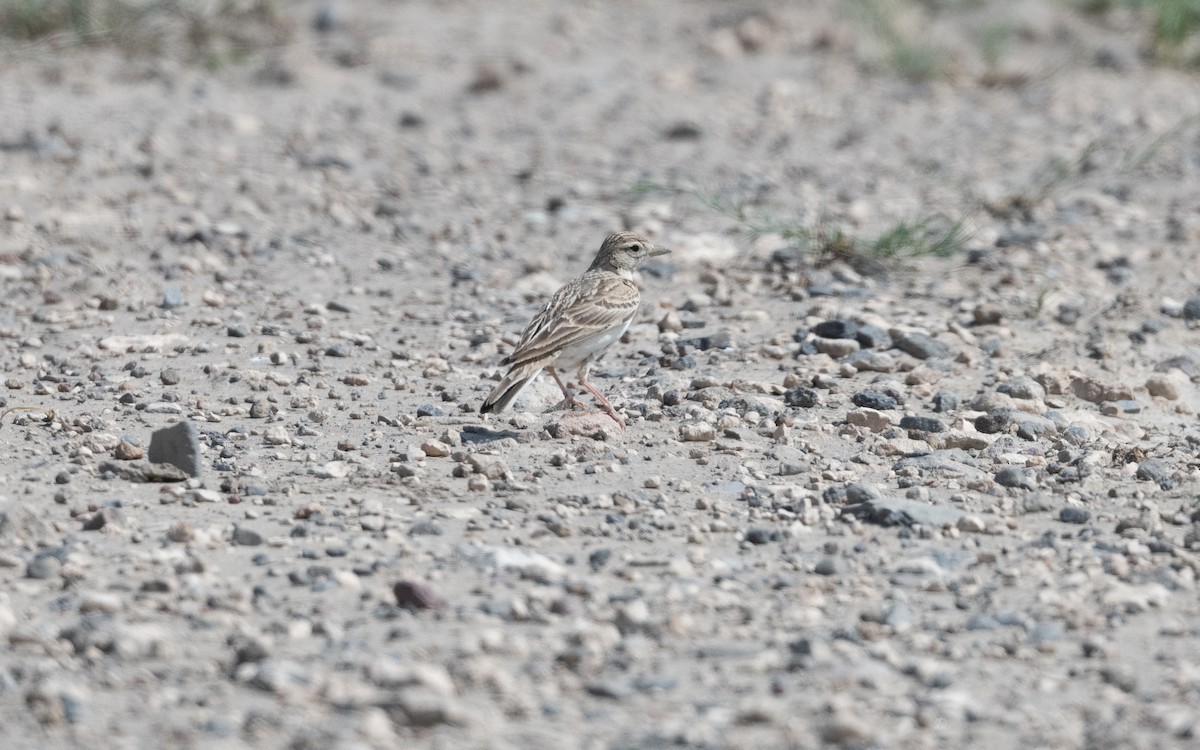 Greater Short-toed Lark - ML646993866