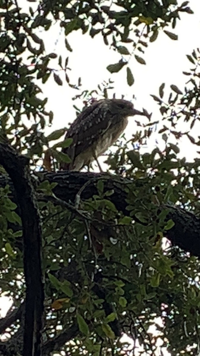 Black-crowned Night Heron (American) - ML646993867