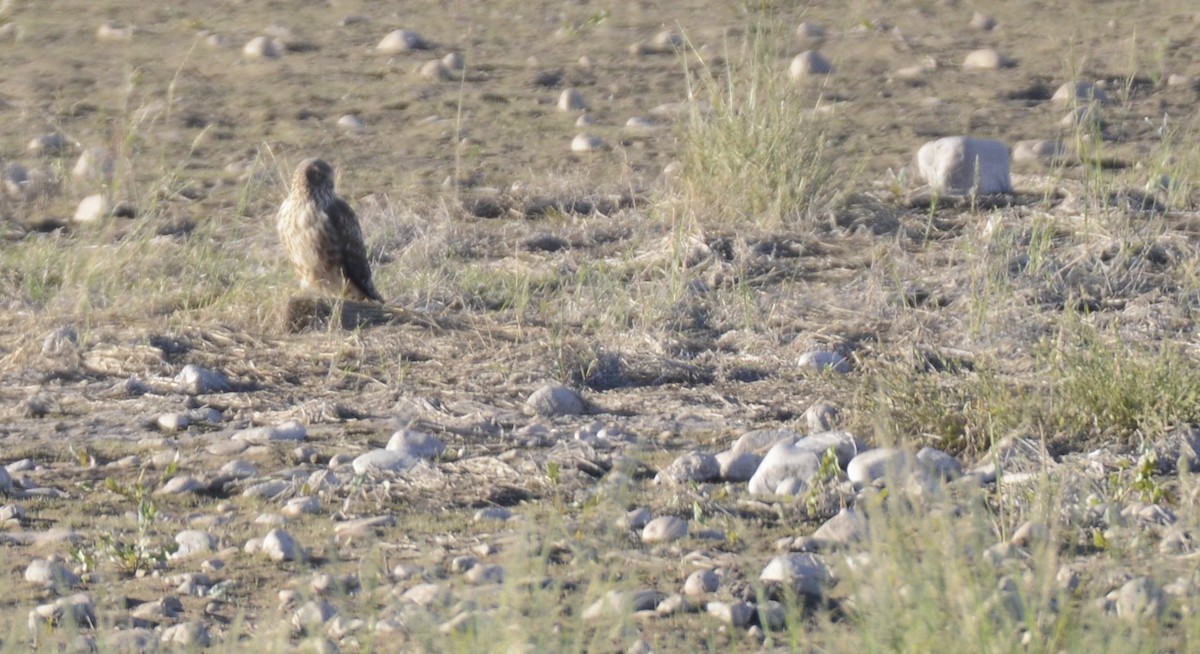 Northern Harrier - ML646993870