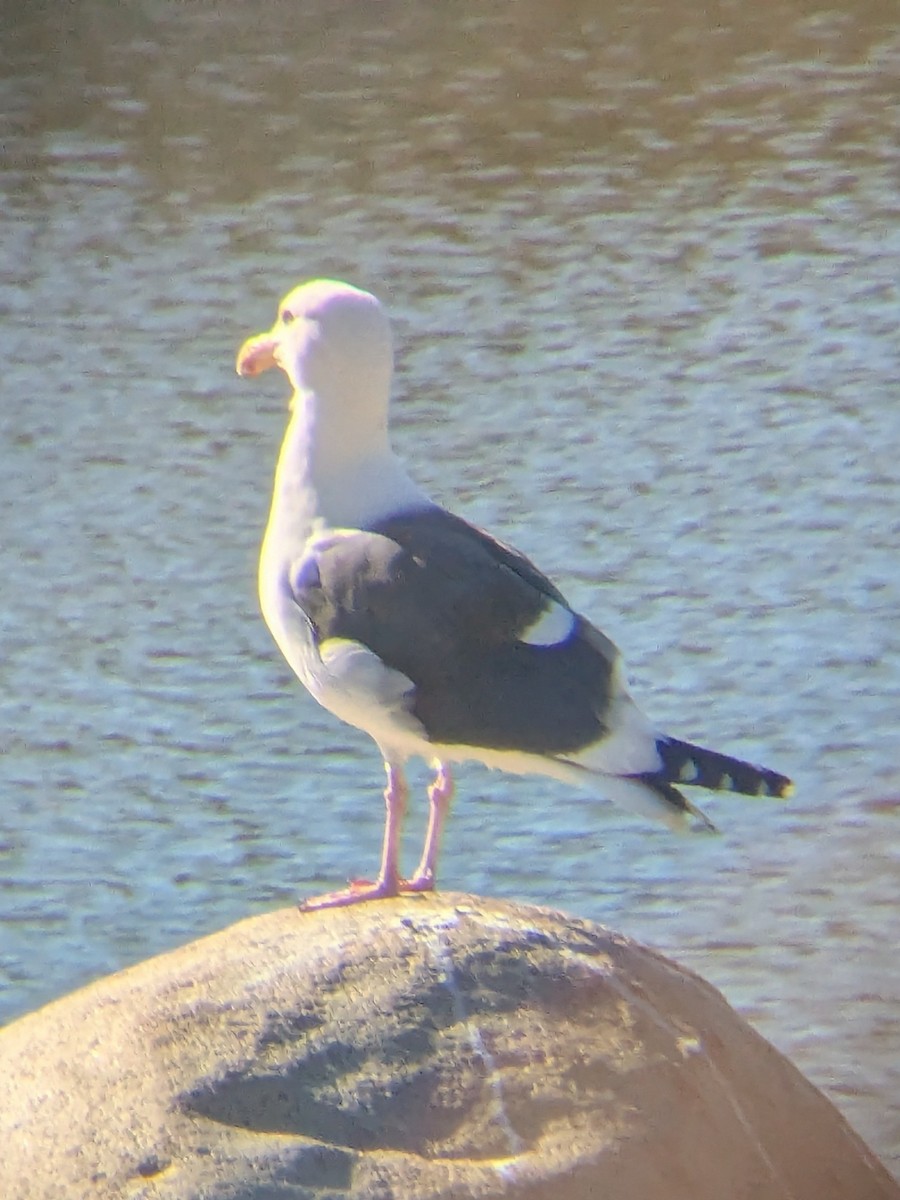 Gaviota Occidental - ML646993873