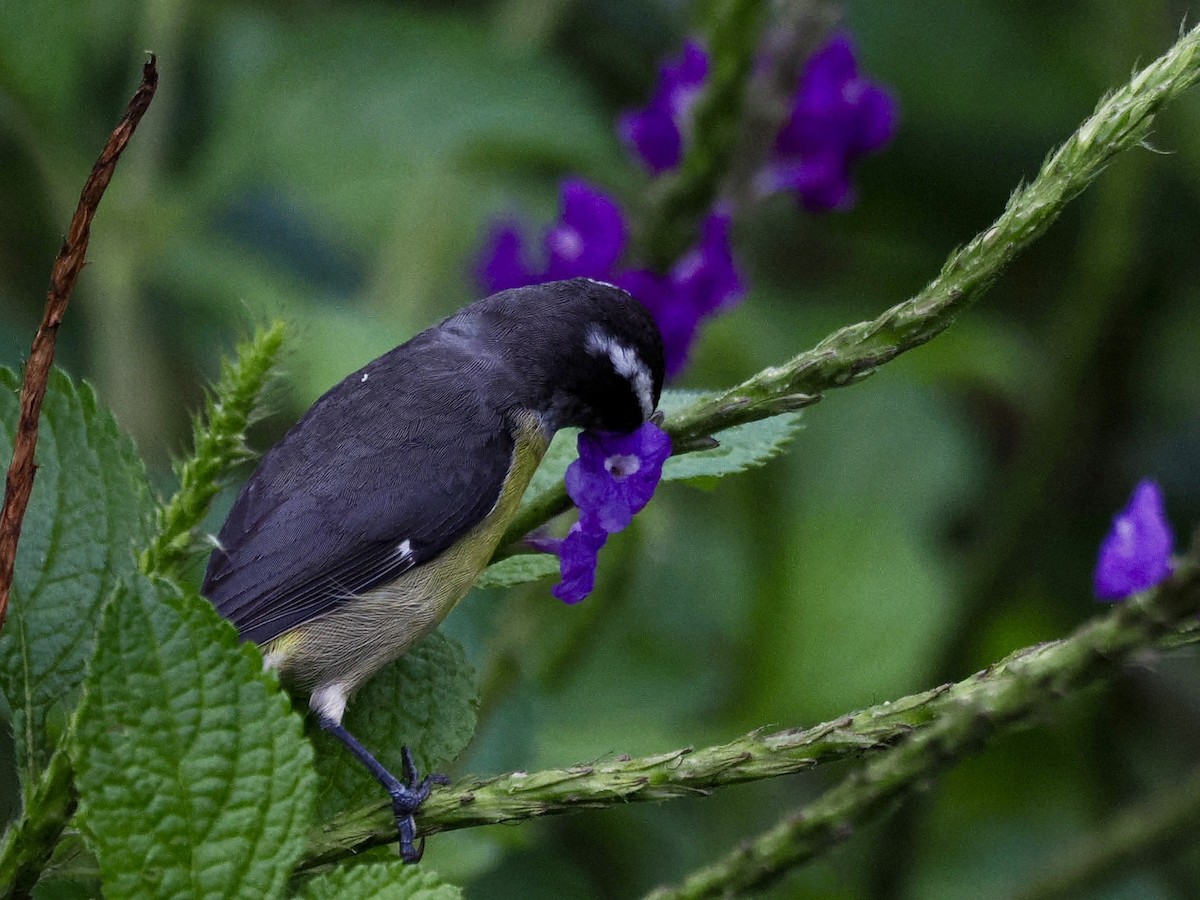Bananaquit - ML646993875
