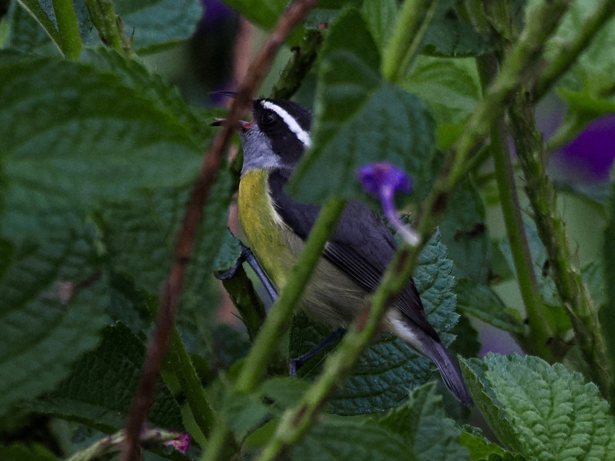 Bananaquit - ML646993876