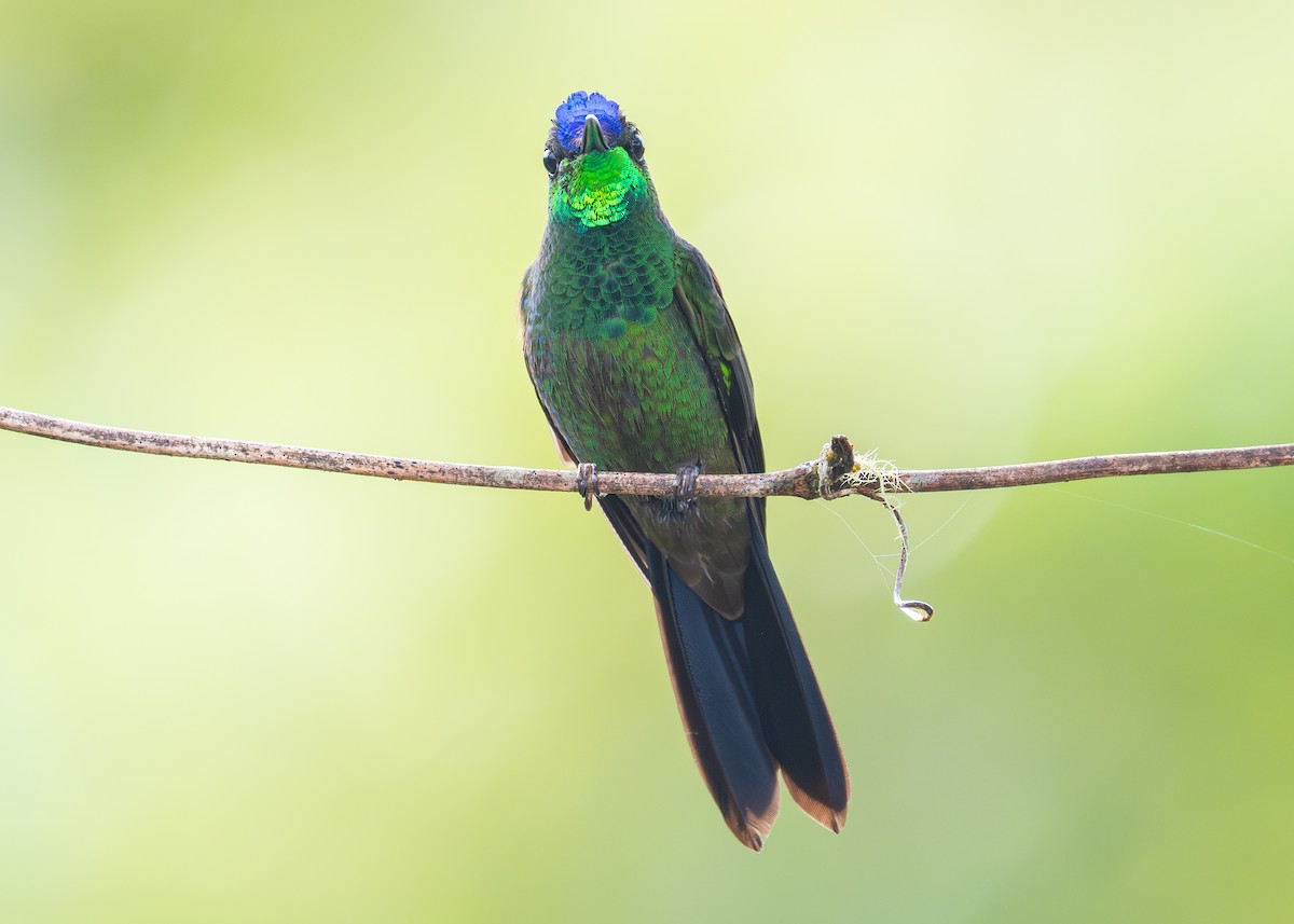 Violet-fronted Brilliant - ML646993878