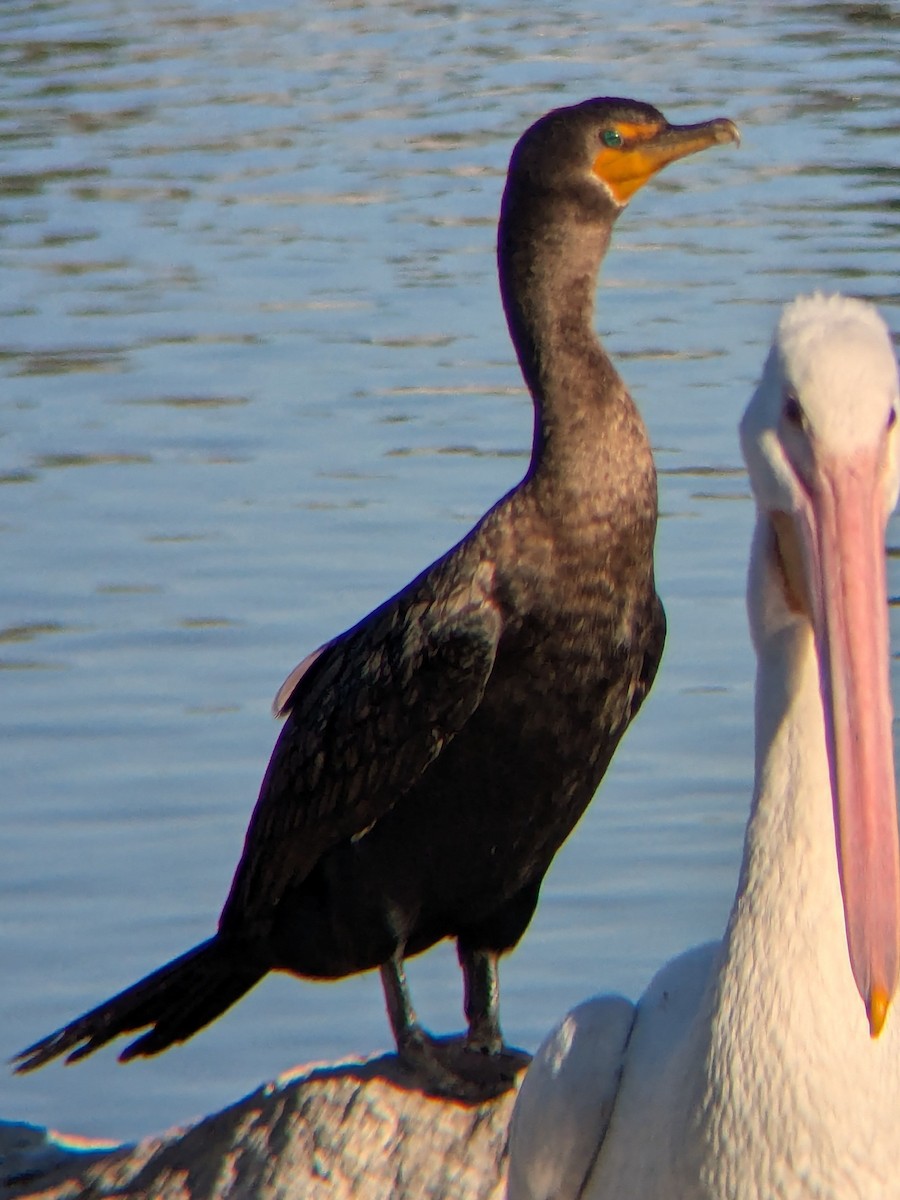 Double-crested Cormorant - ML646993879