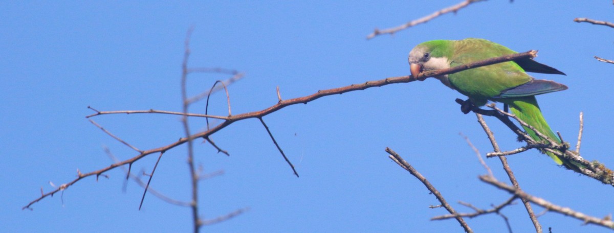 Monk Parakeet - ML646993880
