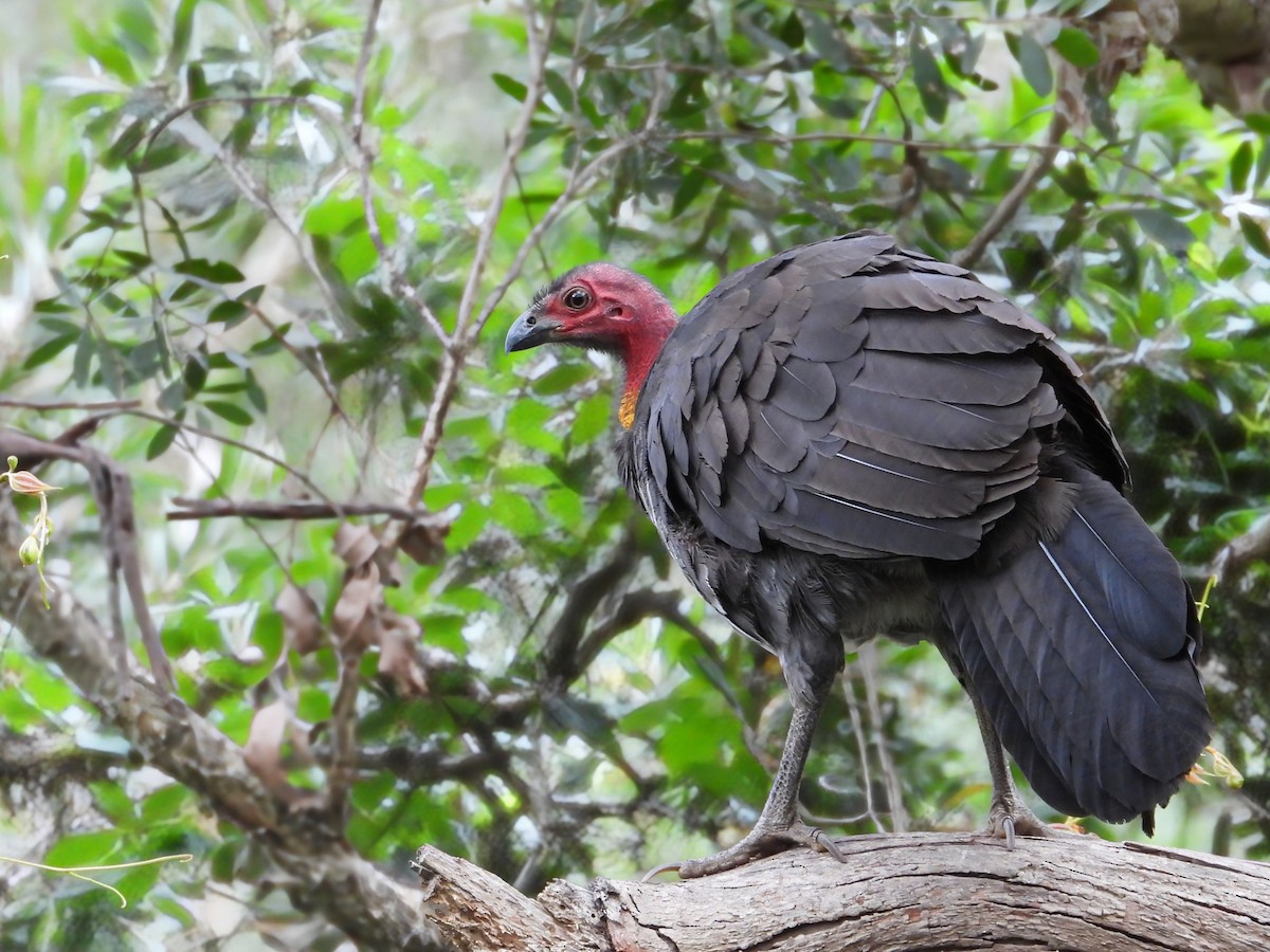 Australian Brushturkey - ML646993881