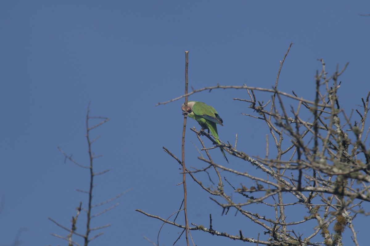 Monk Parakeet - ML646993893
