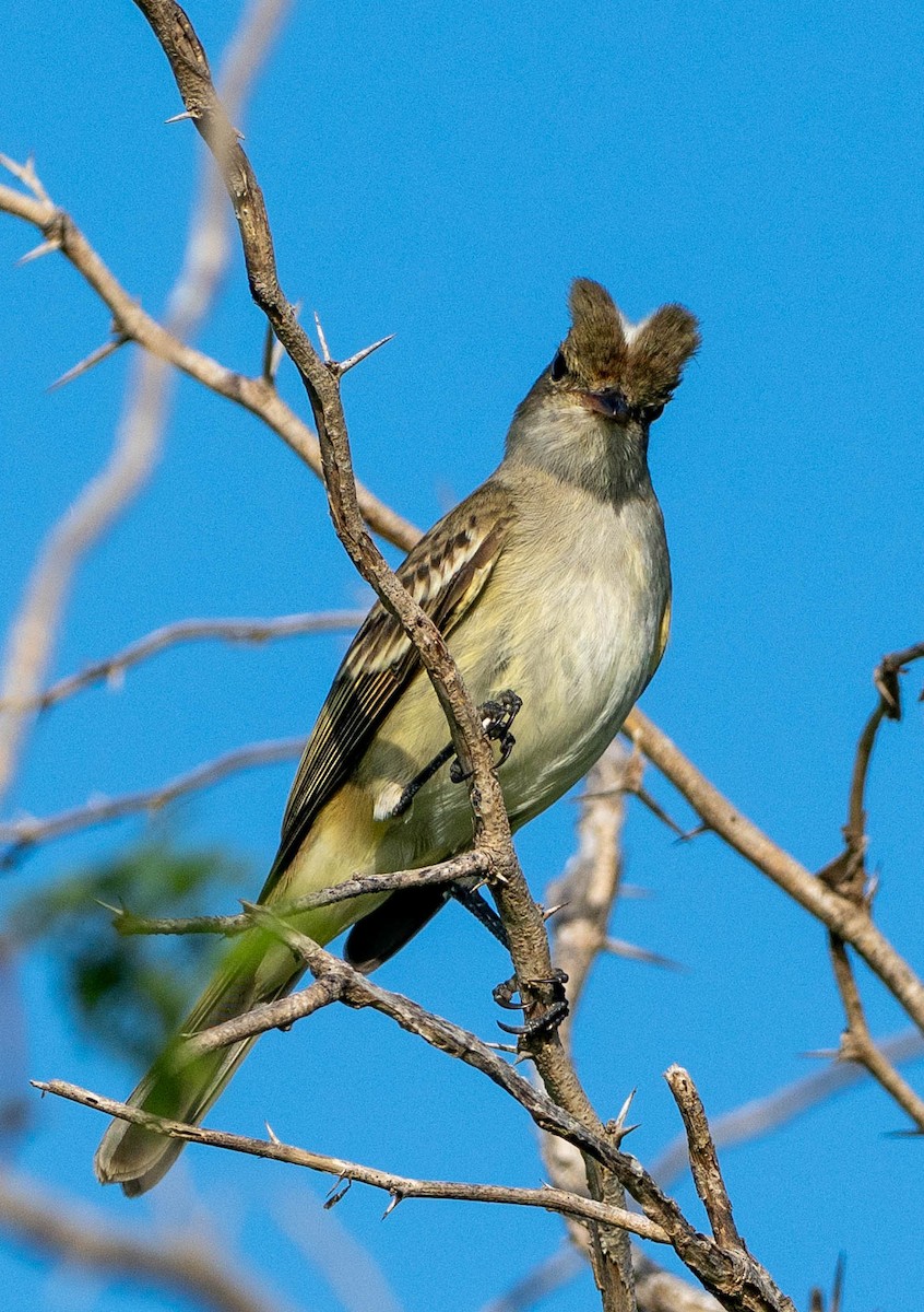 Caribbean Elaenia (Caribbean) - ML646993894