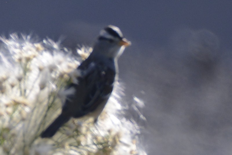 White-crowned Sparrow - ML646993895