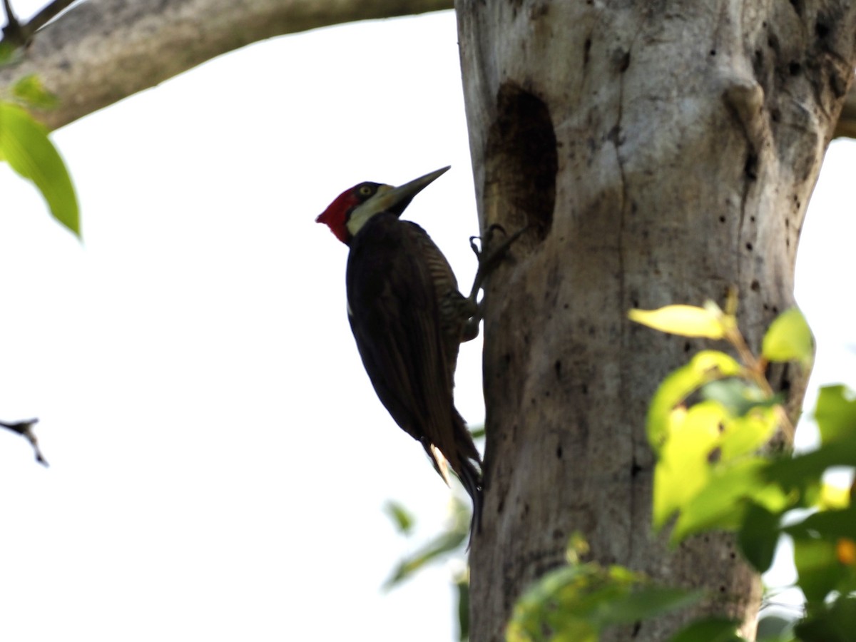Crimson-crested Woodpecker - ML646993914