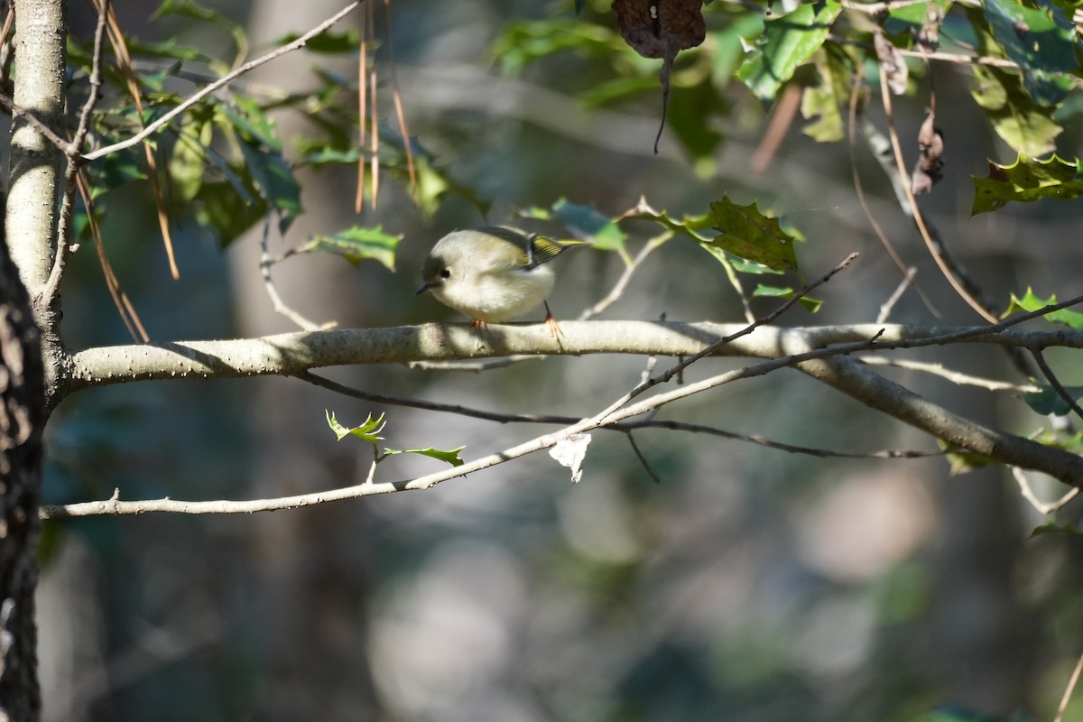 Ruby-crowned Kinglet - ML646993916