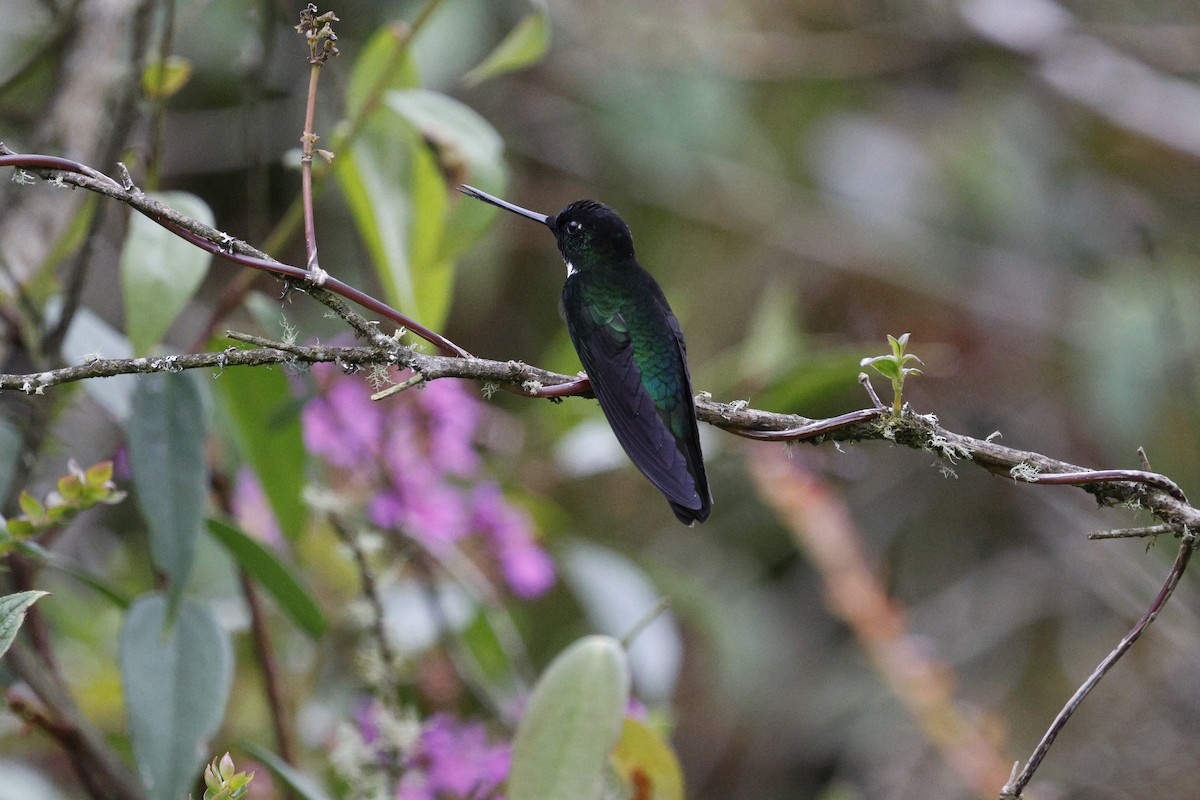 Collared Inca - ML646993920