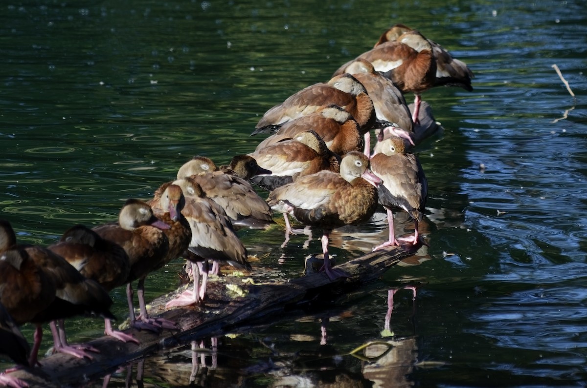 Kara Karınlı Islıkçı Ördek - ML646993939