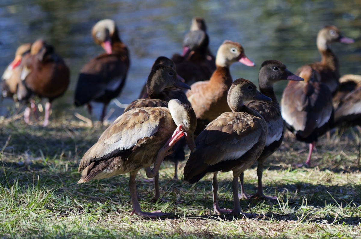 Kara Karınlı Islıkçı Ördek - ML646993940