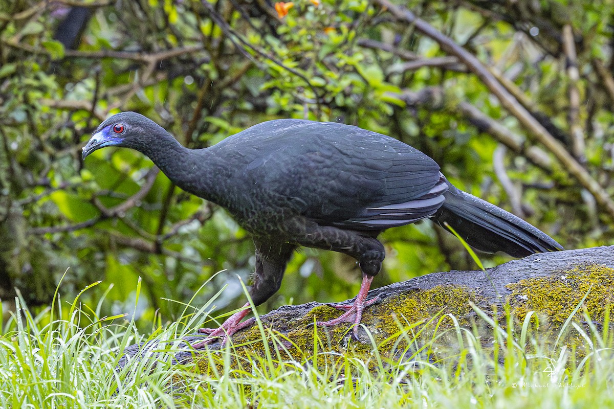 Schwarzguan - ML646993948