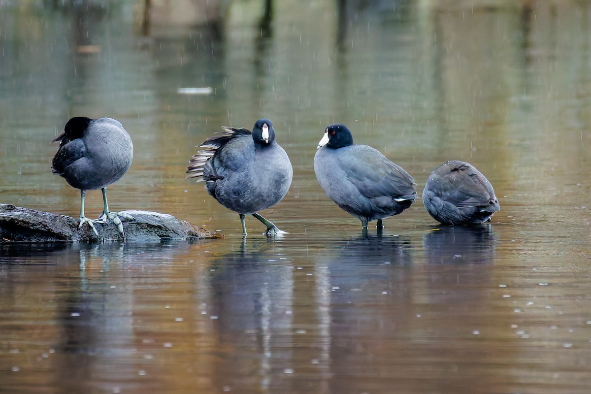 Focha Americana (Frentirroja) - ML646993951