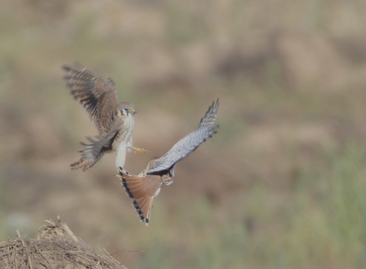 American Kestrel - ML646993953