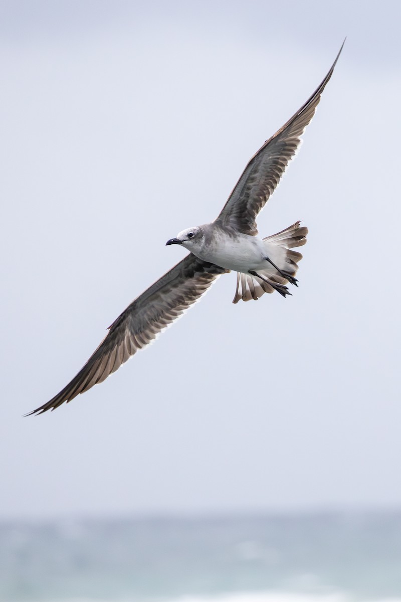 lattermåke - ML646993954