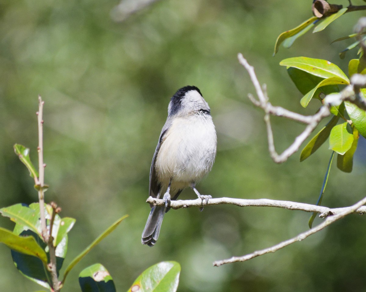 Carolina Chickadee - ML646993955