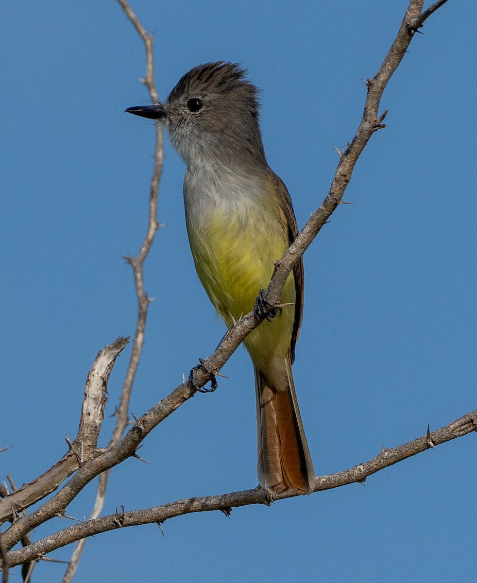 Tyran janeau - ML646993956