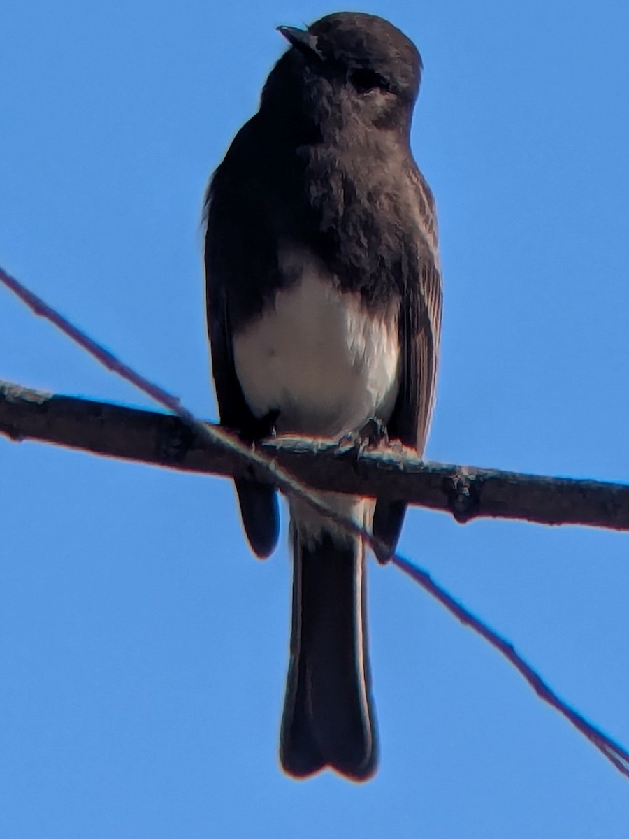 Black Phoebe - ML646993957