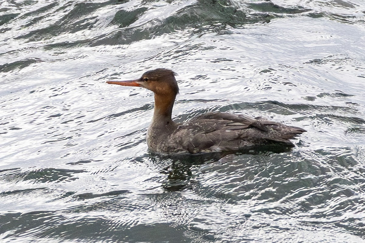 siland - ML646993958