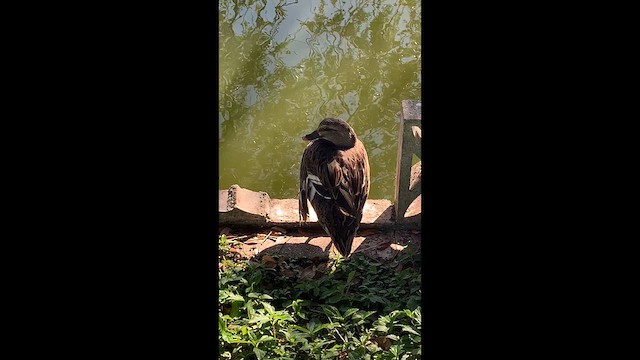 Mallard - ML646993962