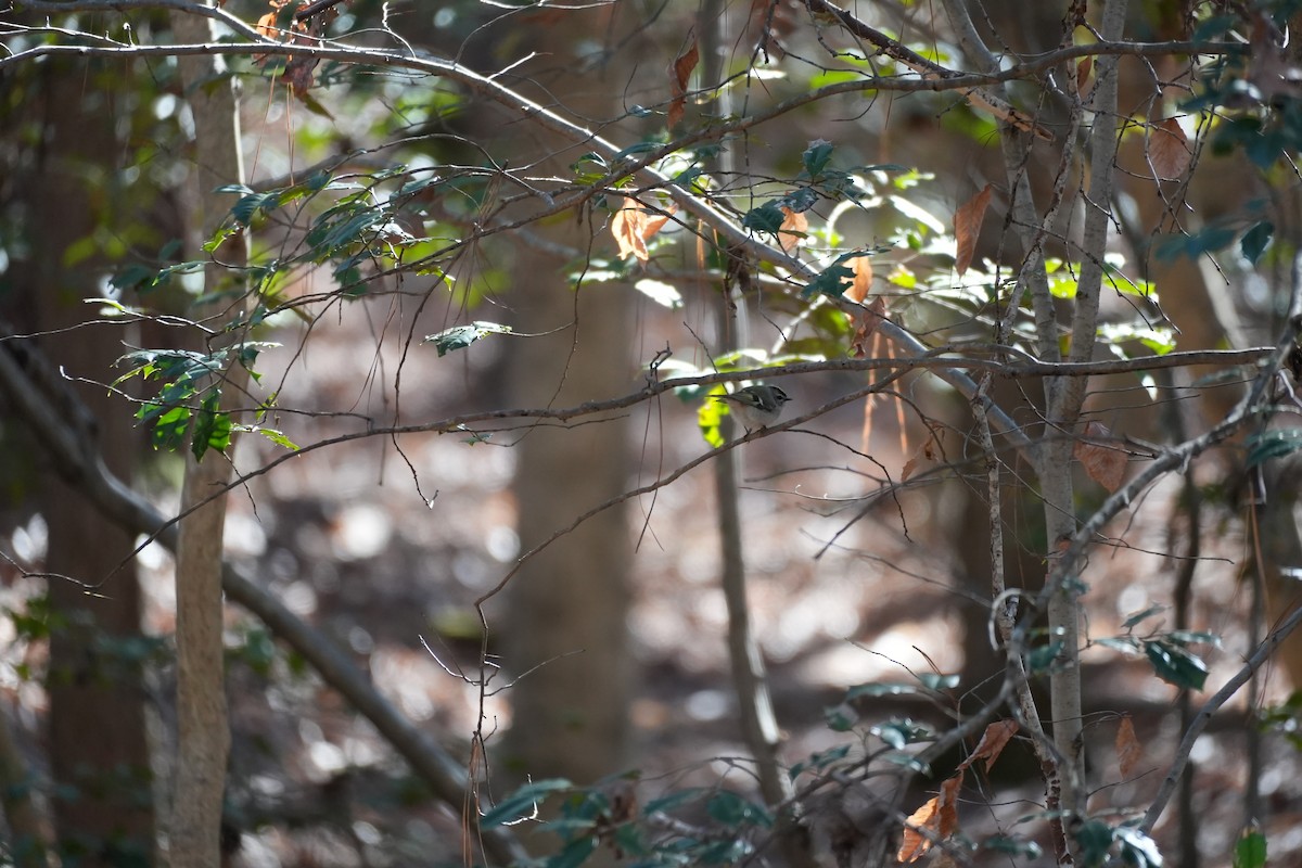 Golden-crowned Kinglet - ML646993964