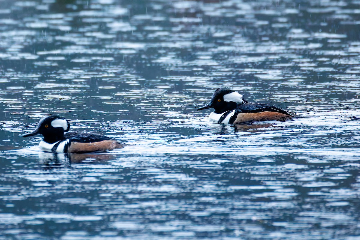 Serreta Capuchona - ML646993969