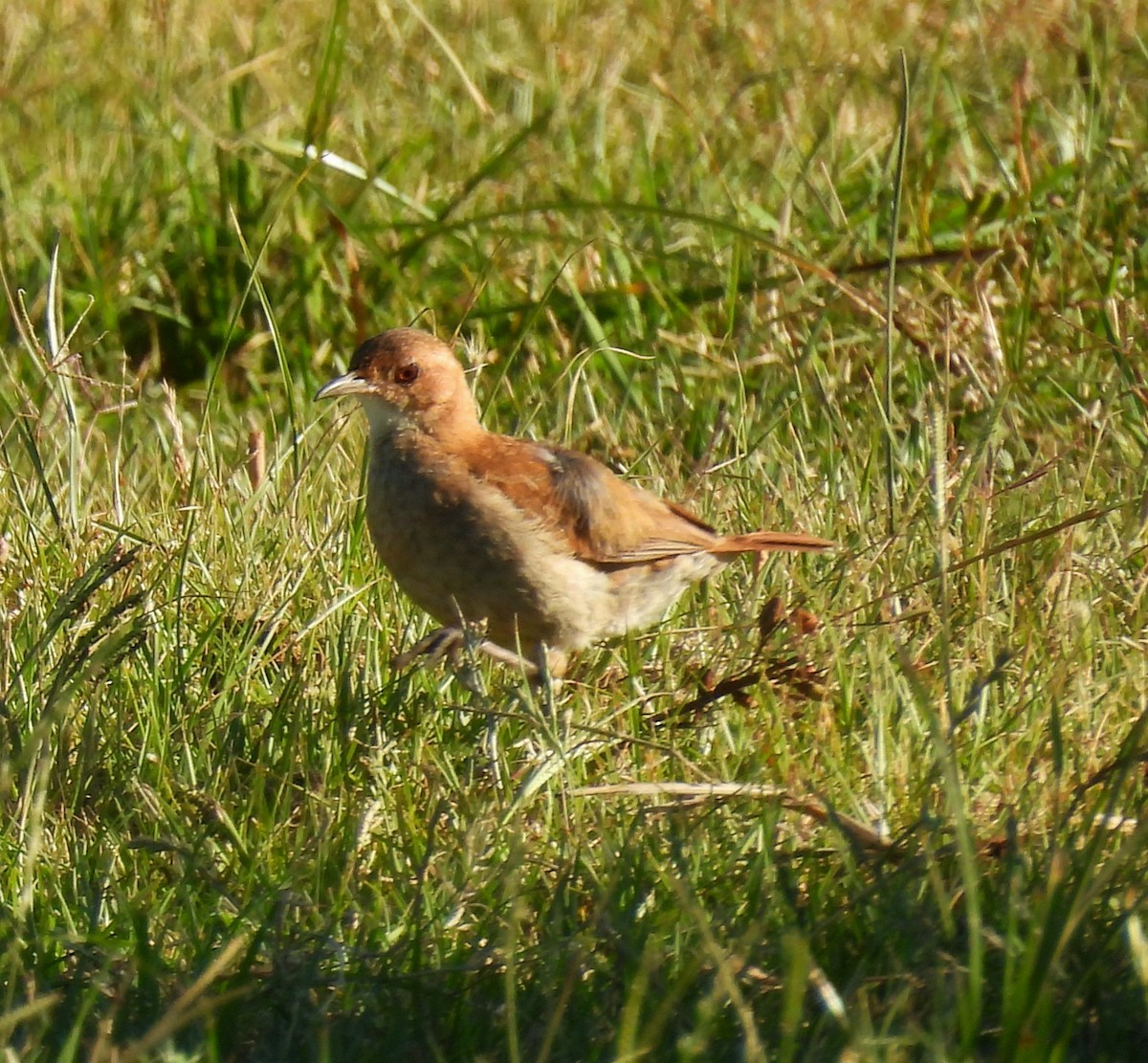 Rufous Hornero - ML646993970