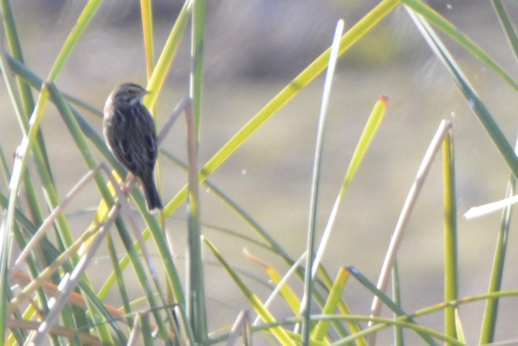 Savannah Sparrow - ML646993971