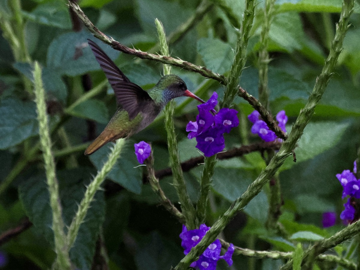 Blue-throated Goldentail - ML646993973