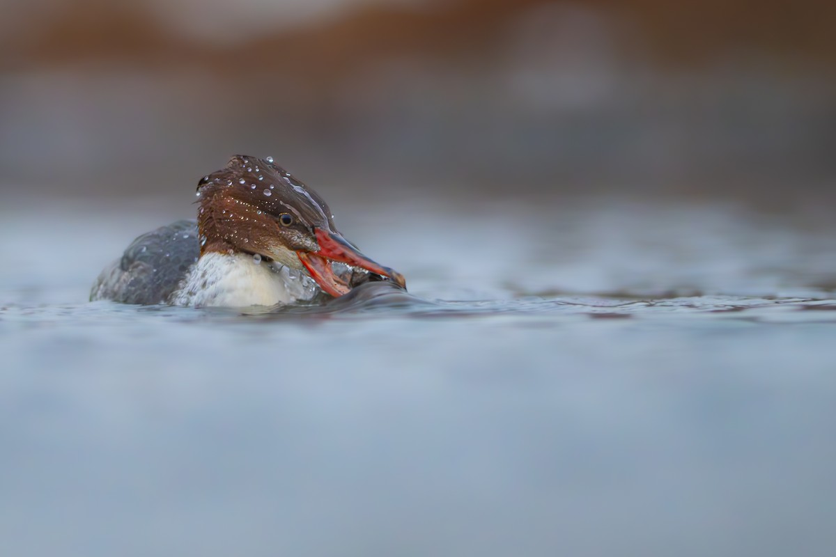 Большой крохаль - ML646993976