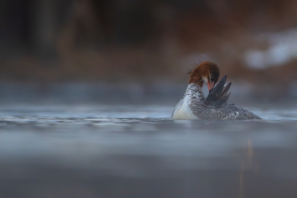 Большой крохаль - ML646993977