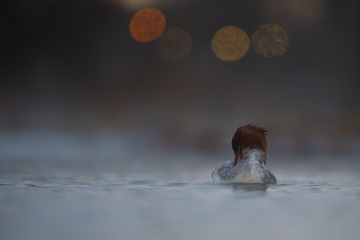 Большой крохаль - ML646993978