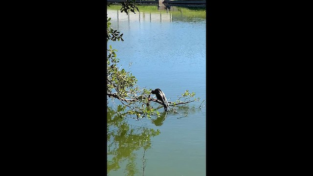 Anhinga - ML646993985