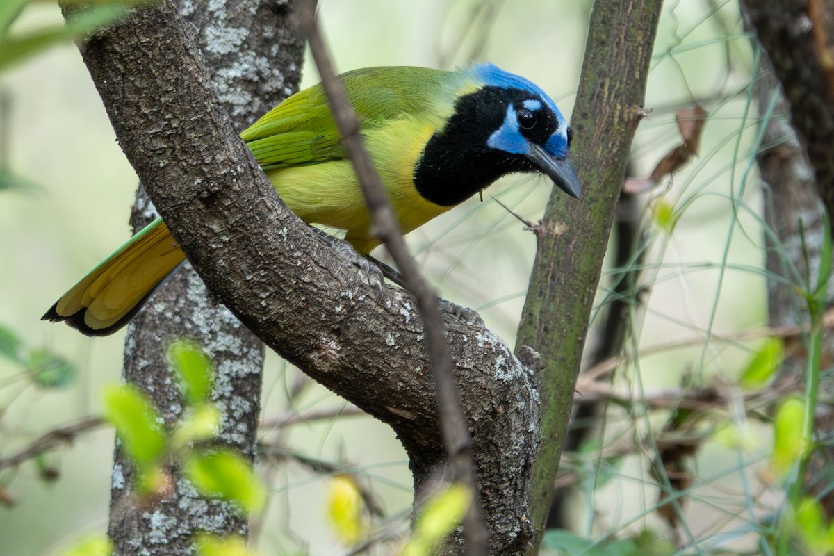 インカサンジャク - ML646993986