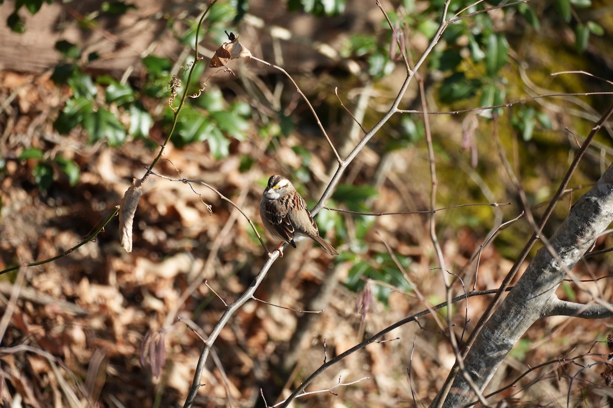 White-throated Sparrow - ML646993987