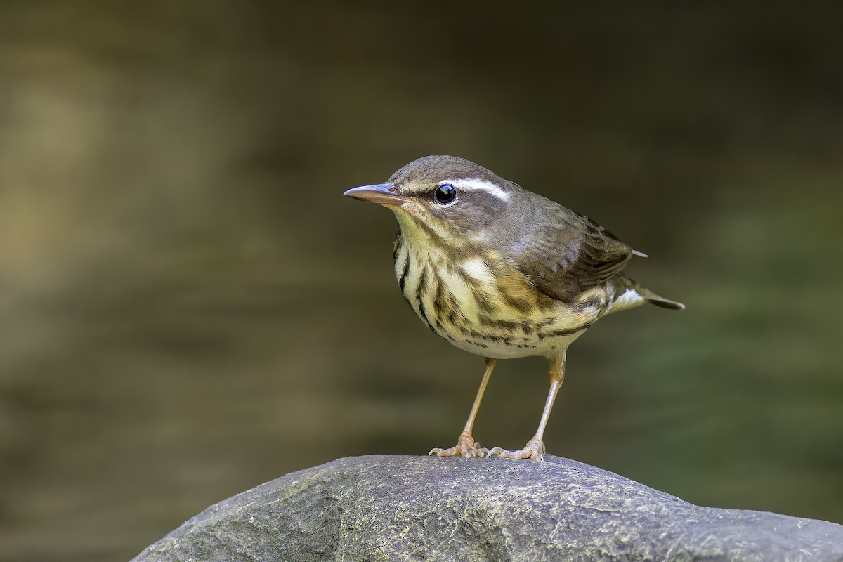 Louisiana Waterthrush - ML646993988