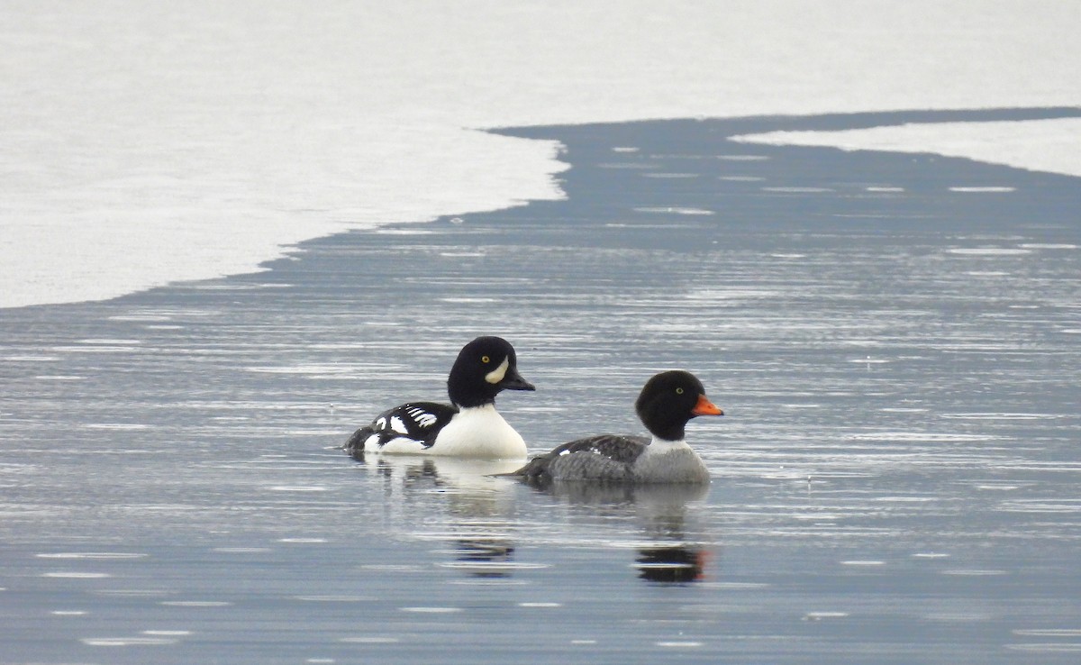 キタホオジロガモ - ML646993995