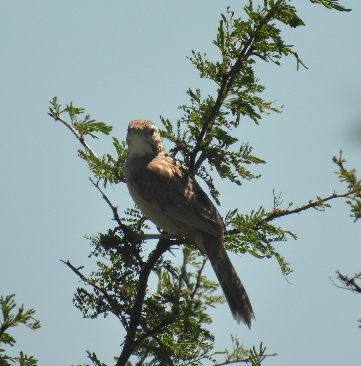 Firewood-gatherer - ML646993997