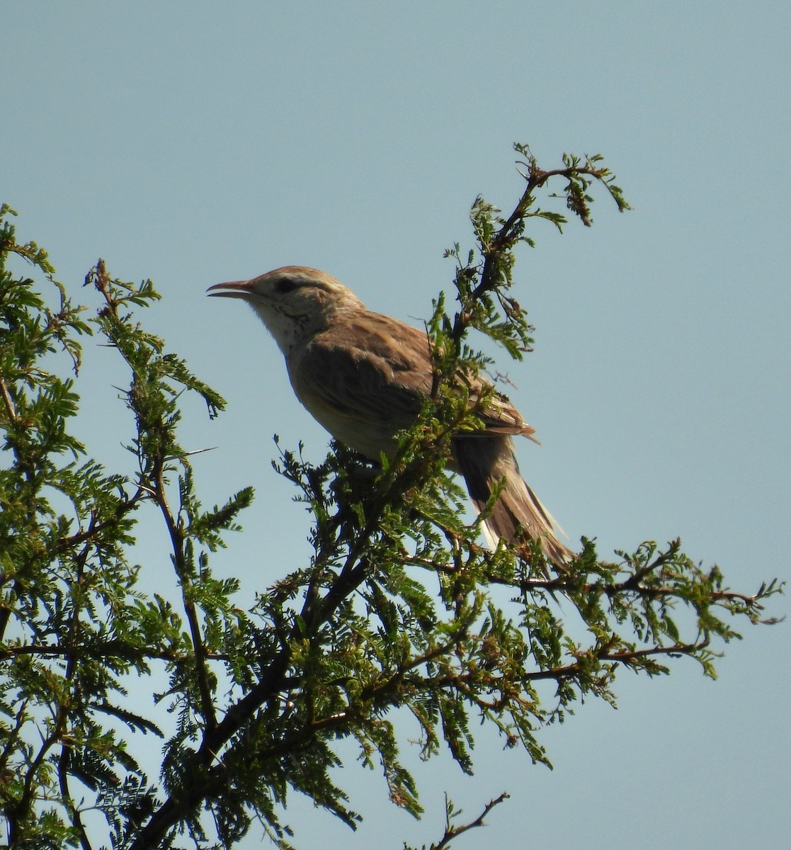 Firewood-gatherer - ML646993998