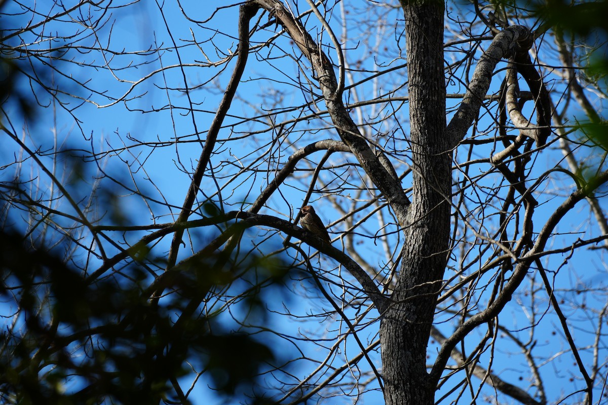 Northern Flicker - ML646994000
