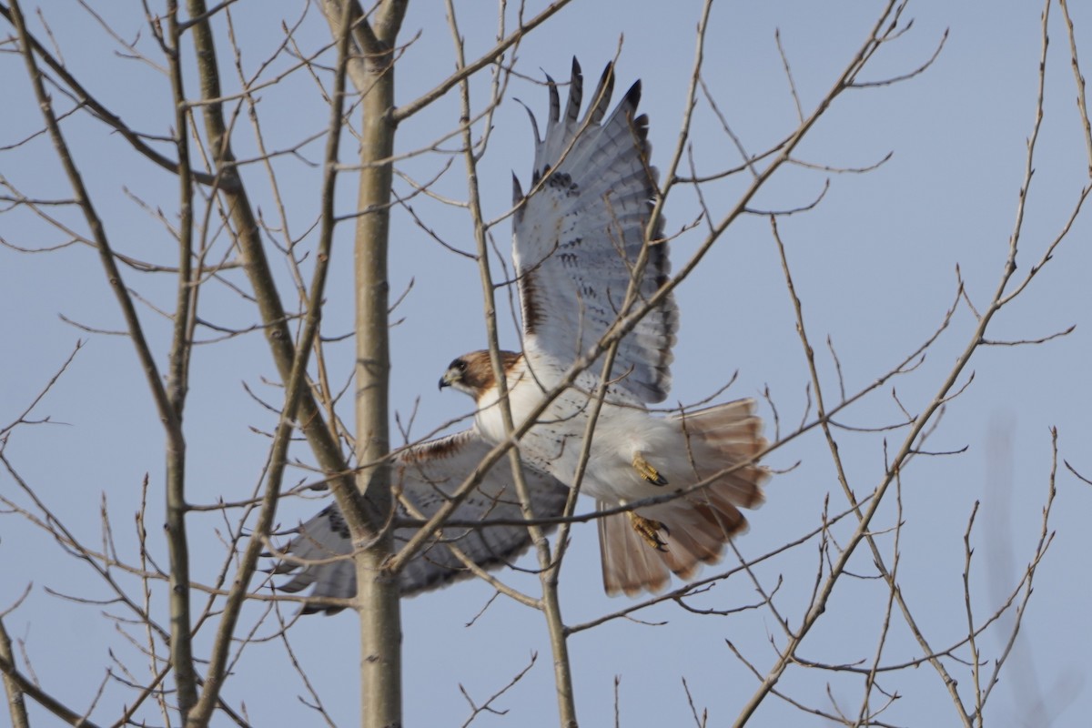 Red-tailed Hawk - ML646994002
