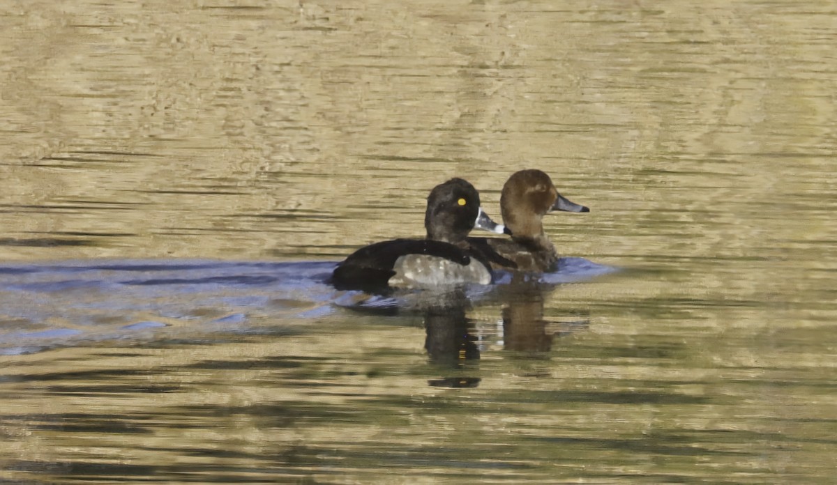 Halkalı Patka - ML646994004