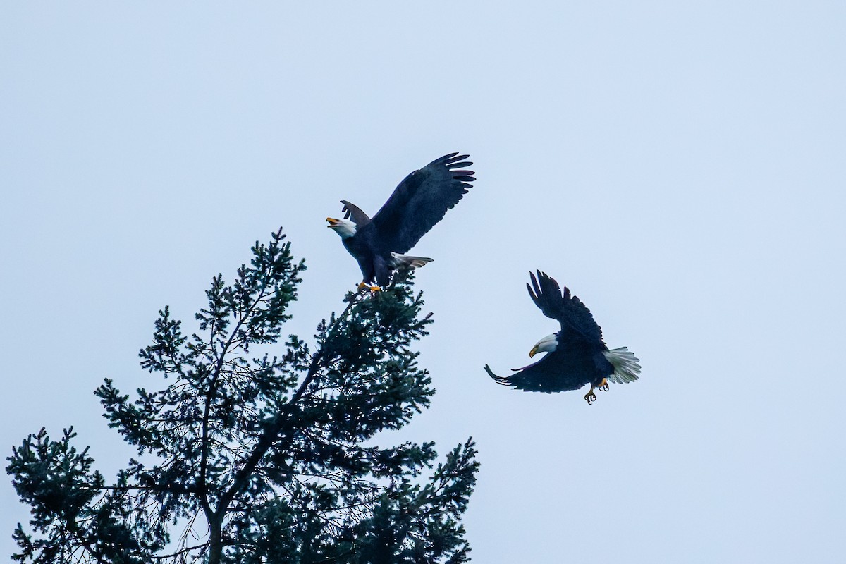 Pigargo Americano - ML646994010