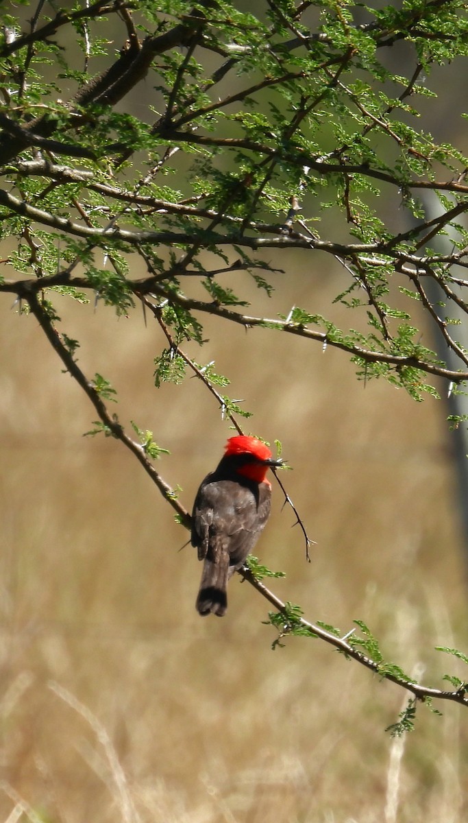 Vermilion Flycatcher - ML646994012