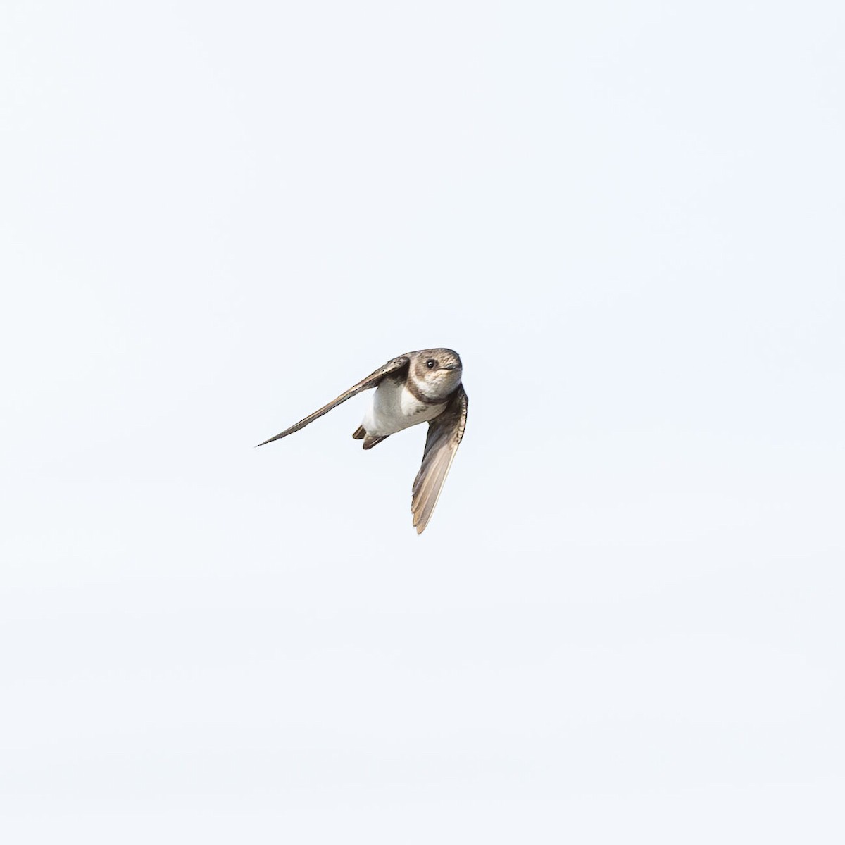 Bank Swallow - ML646994016