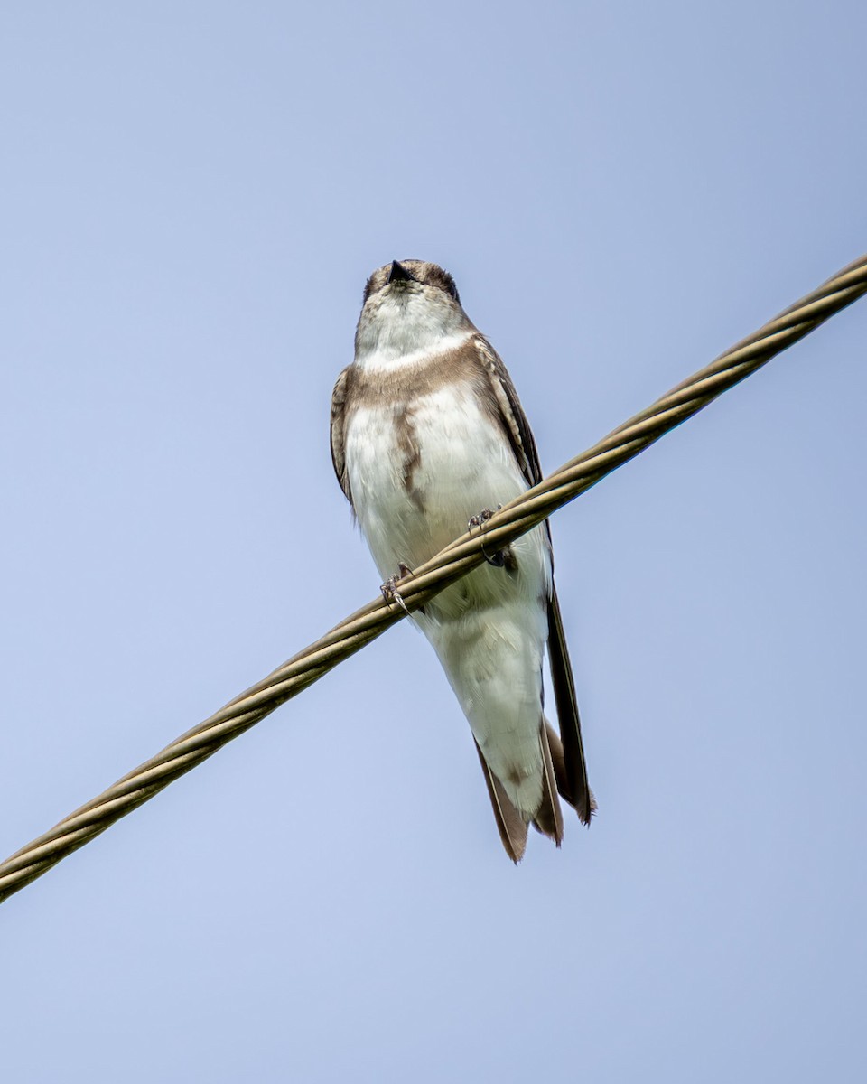 Bank Swallow - ML646994017